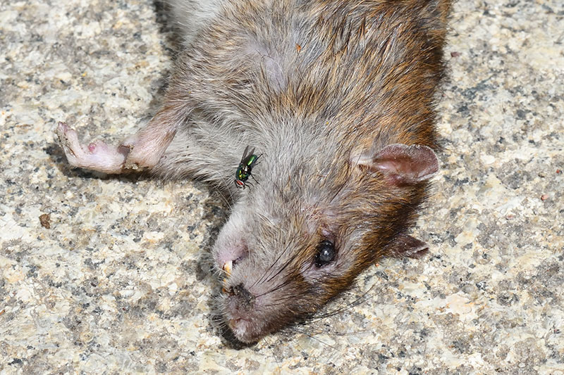 What to do when you find a dead rat