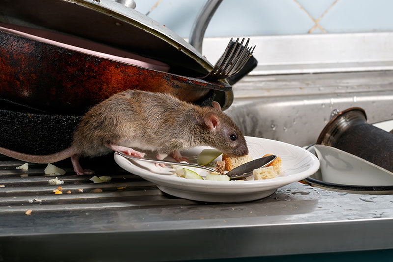 Rat in the kitchen