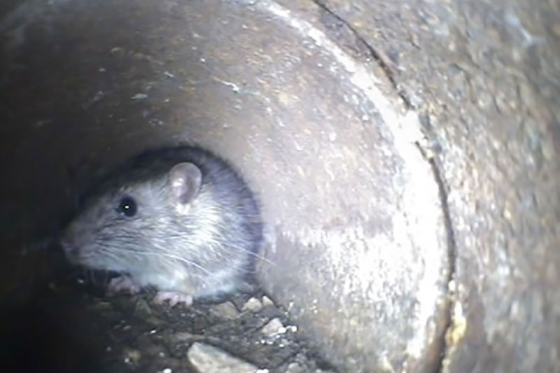 Rat in household pipe