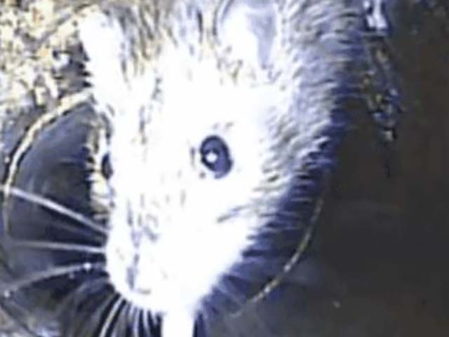 Rat Poison