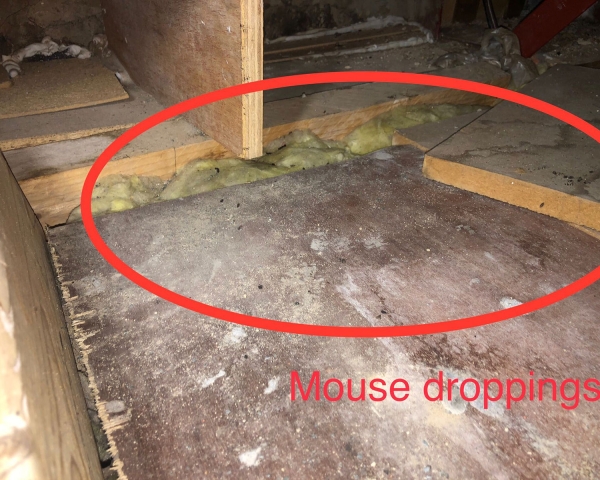 Mouse droppings